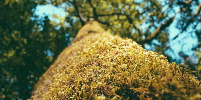 广州龙程车城买车必看：二手车保险购买全攻略，4S店VS第三方渠道深度对比