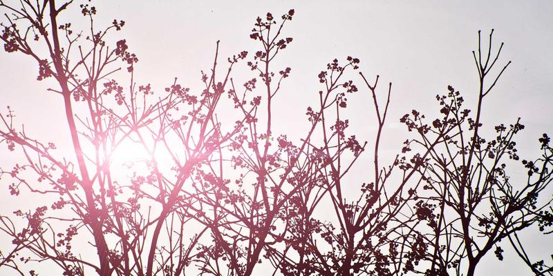 广州龙程车城平行进口车避坑指南:从购买到保养,三大风险与应对策略全解析