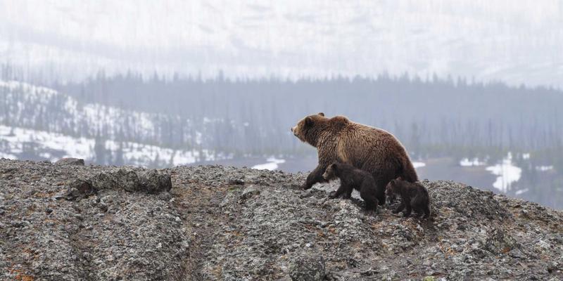 广州龙程车城深度解析:如何通过商务车与房车定制改装,让二手车焕发新生并提升价值?